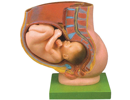骨盆含妊娠九��月胎�耗Ｐ�